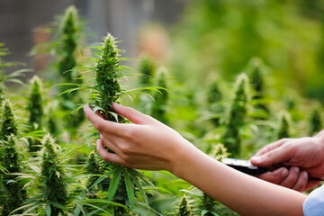 Close up on hand of scientists and farmer researching and checking cannabis plant together in Cannabis farm. Cannabis cultivation and Hemp oil research concept. Medical marijuana plantation.