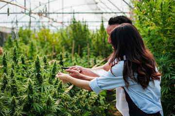 Scientists and farmer researching together and using tablet to collect data in Cannabis farm. Cannabis Cultivation and Hemp Oil Research concept. Medical marijuana plantation.