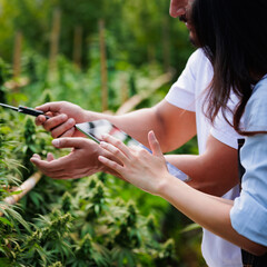 Close up on hand of scientists and farmer researching together and using tablet to collect data in Cannabis farm. Cannabis Cultivation and Hemp Oil Research concept. Medical marijuana plantation.