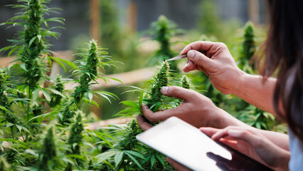 Close up on hand of scientists and farmer researching together and using tablet to collect data in Cannabis farm. Cannabis Cultivation and Hemp Oil Research concept. Medical marijuana plantation.