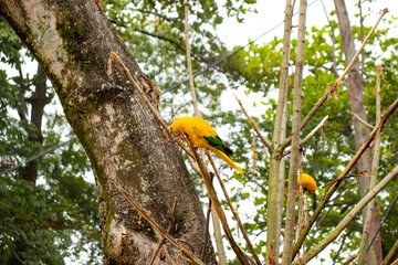 Two Blue-and-yellow Macaws on the tree.