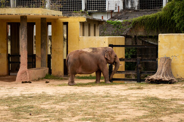 Naklejka premium Elderly elephant at the zoo.