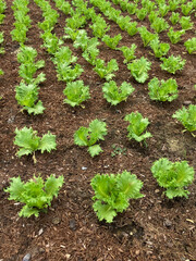 Green oak lettuce is planted in an outdoor greenhouse. Agricultural concepts for healthy food. organic vegetables