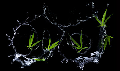 Cannabis leaf, marijuana leaf with splashing water on black background