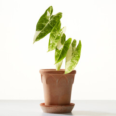 plant in a pot. (Botanic table)