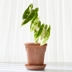 plant in a pot. (Botanic table)