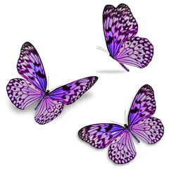 Fototapeta na wymiar three colorful butterfly isolated on white background.