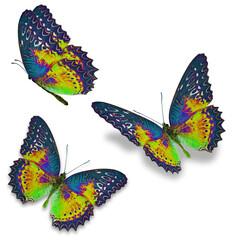 Three colorful butterfly isolated on white background.