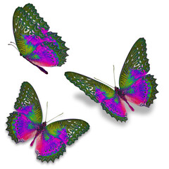 Three colorful butterfly isolated on white background.
