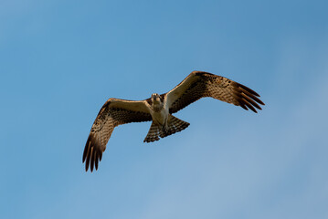 Obraz premium ミサゴの飛翔