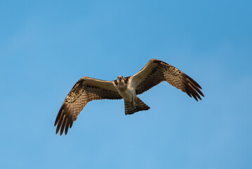 Obraz premium ミサゴの飛翔