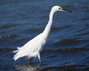 Snowy Egret Wading in the Duck Pond in Martinez, California.