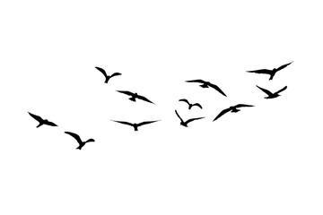 flying seagull birds