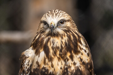 Close-up of Rough Legged Hawk, Grizzly  Wolf Discovery Centre, Yellowstone National Park. - obrazy, fototapety, plakaty