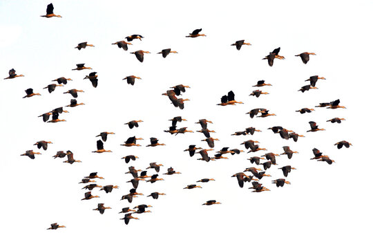 Lesser Whistling  Duck