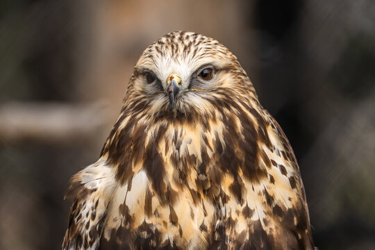 Close-up of Rough Legged Hawk, Grizzly Wolf Discovery Centre, Yellowstone National Park. © Olga
