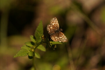 Butterfly don't be shy