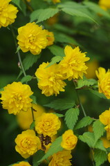 Yamabuki double blossom
 (Kerria japonica), Deciduous shrub in the family Rosaceae