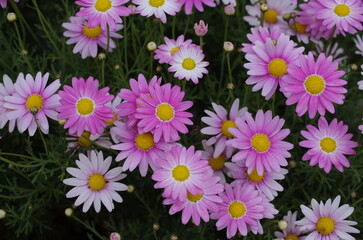 Marguerite (Argyranthemum frutescens） Close up