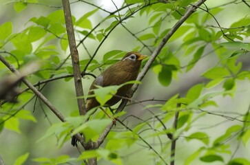 Gabichou (Garrulax canorus), a passerine bird of eastern Asia in the family Leiothrichidae.