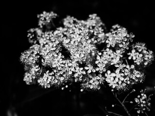 Black and white flowers