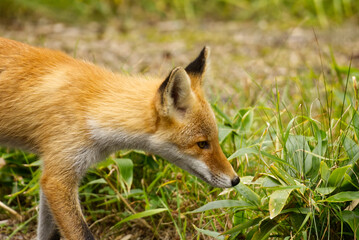 Hokkaido red fox in summer