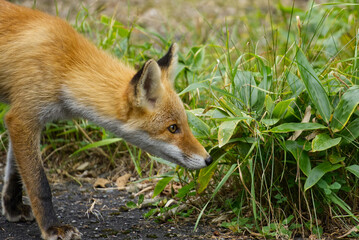 Hokkaido red fox in summer