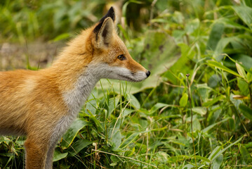 Hokkaido red fox in summer