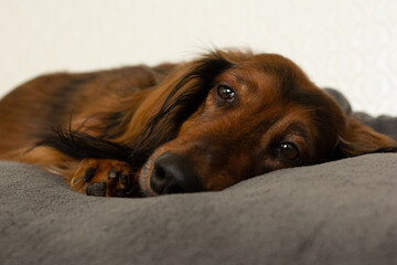 Red haired dachshund sad dog portrait close up