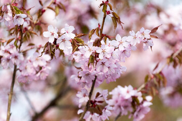 pink cherry blossom in spring