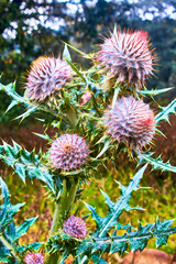 flower of a thistle