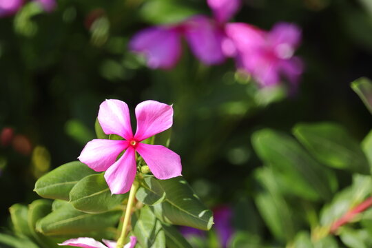 A Madagascar periwinkle (Catharanthus roseus) in a garden