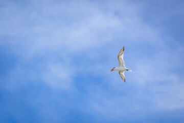 Laughing, Masked, Seagull in flight over the beach
