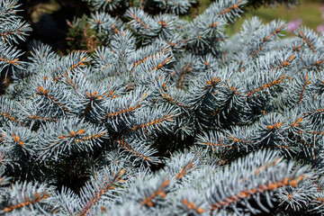 Naklejka na ściany i meble Full frame close up abstract texture background of blue color spruce tree branches and needles a sunny outdoor setting
