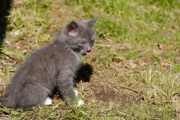Naklejka na ściany i meble A fluffy gray kitten licking its lips with its tongue sticking out on the lawn.