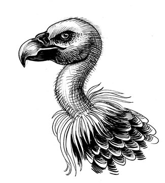 Vulture bird head. Ink black and white drawing Stock Illustration | Adobe  Stock