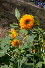 Full frame abstract texture background of giant yellow teddy bear sunflowers (helianthus annuus) in bloom in a sunny butterfly garden
