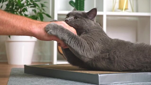 A grey cat is playing with a man's hand. The cat bites the man's hand. The angry gray cat protects the scratching post.