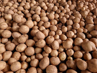 Fresh potatoes on the farm.