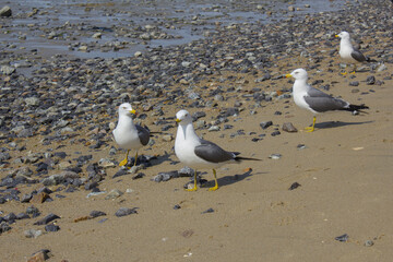 Seagulls gathering on the beach