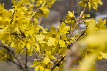 Forsythia(Golden bell flowers) in the spring .