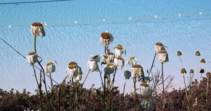 Withered white nite sunflowers (Helianthus annuus) in shrub in breeze in summer season.