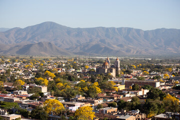 primaveras amarillas en autlan de navarro jalisco