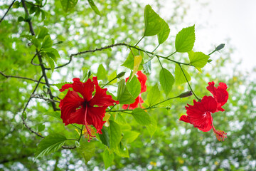 Beautiful red hibiscus flower on branch