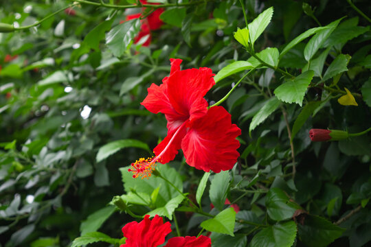 Beautiful red hibiscus flower on branch