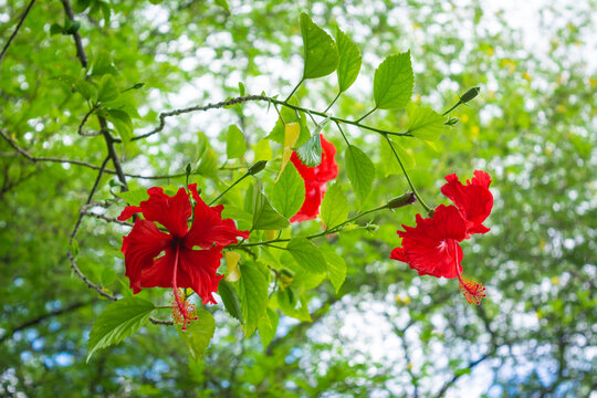Beautiful red hibiscus flower on branch