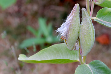 Milkweed Seed Fiber 01