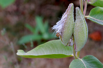 Milkweed Seed Fiber 02