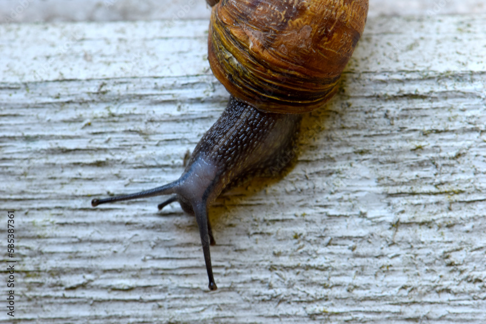 Wall mural Snailhead on Wall 07