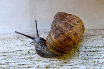 Snail on Wall 03